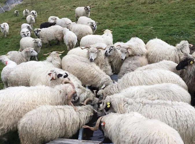 アパート Welniana Przystan Świeradów-Zdrój